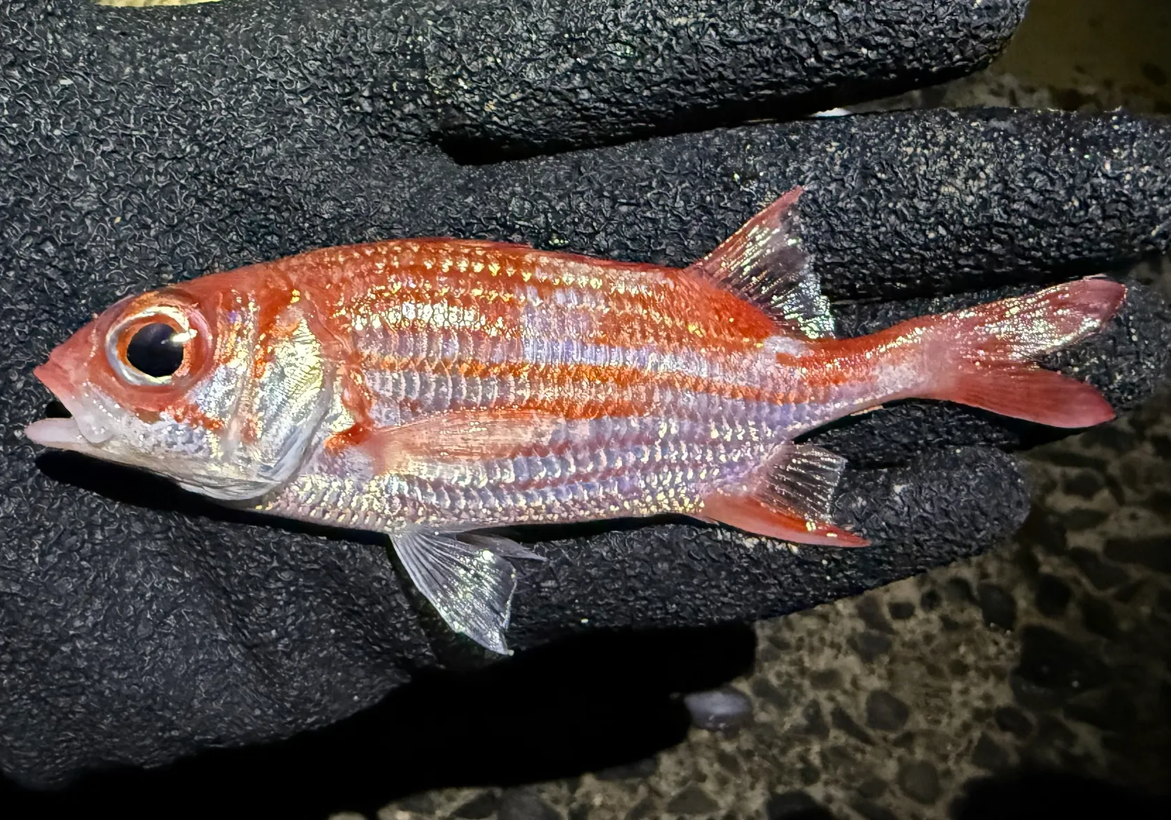 Hawaiian squirrelfish