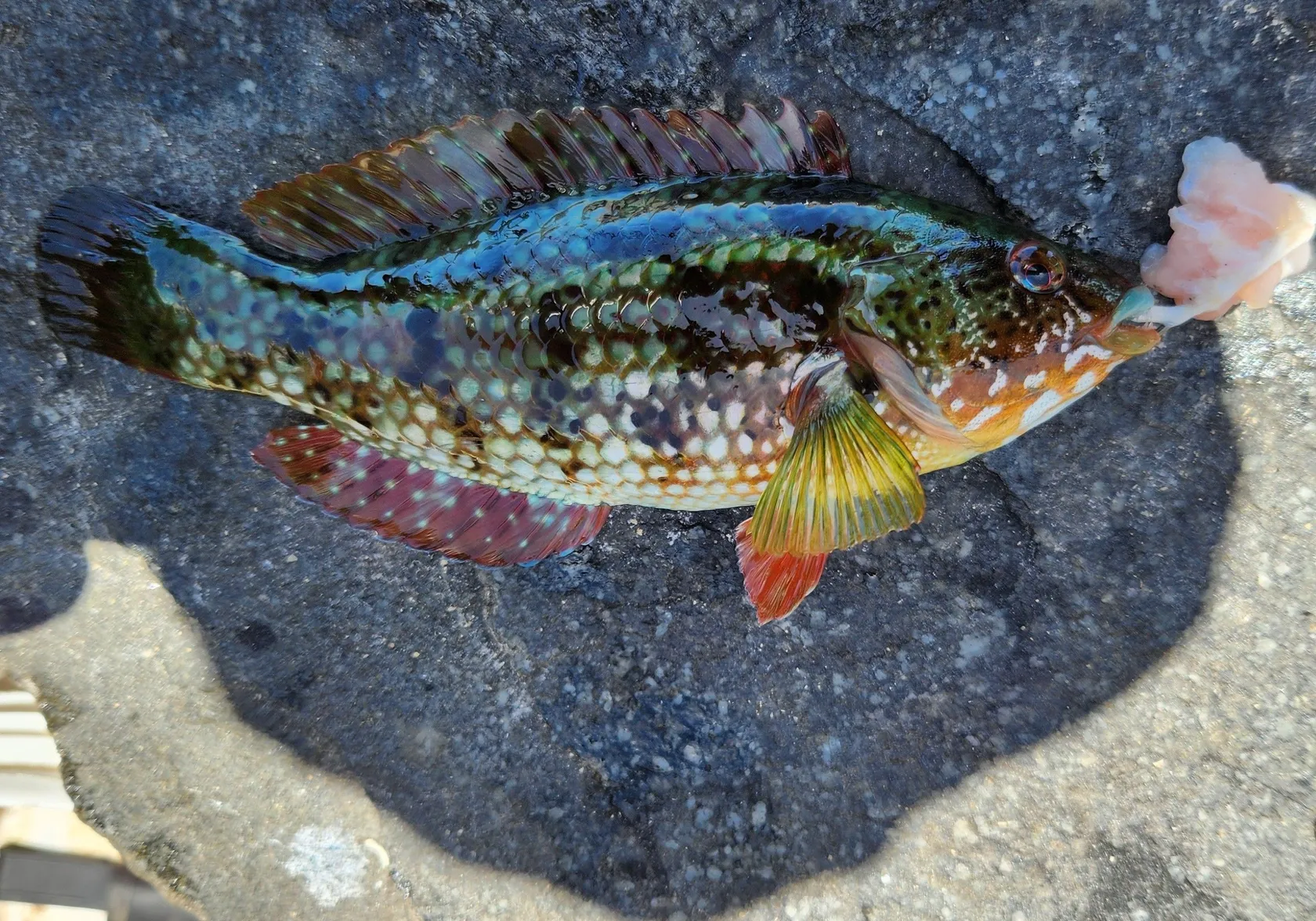 Corkwing wrasse