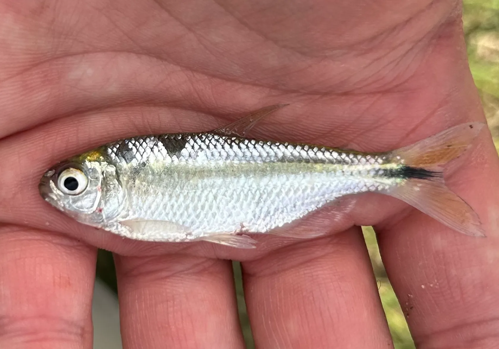 Mexican tetra