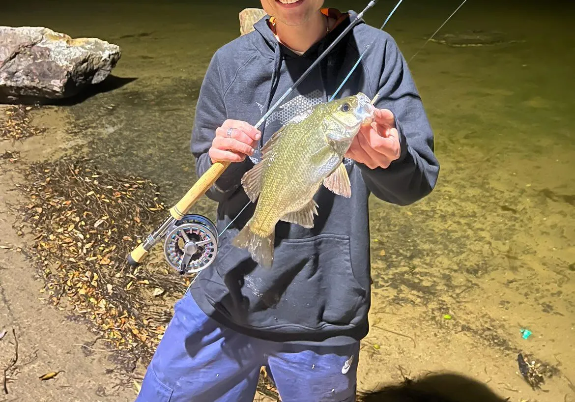 Estuary perch