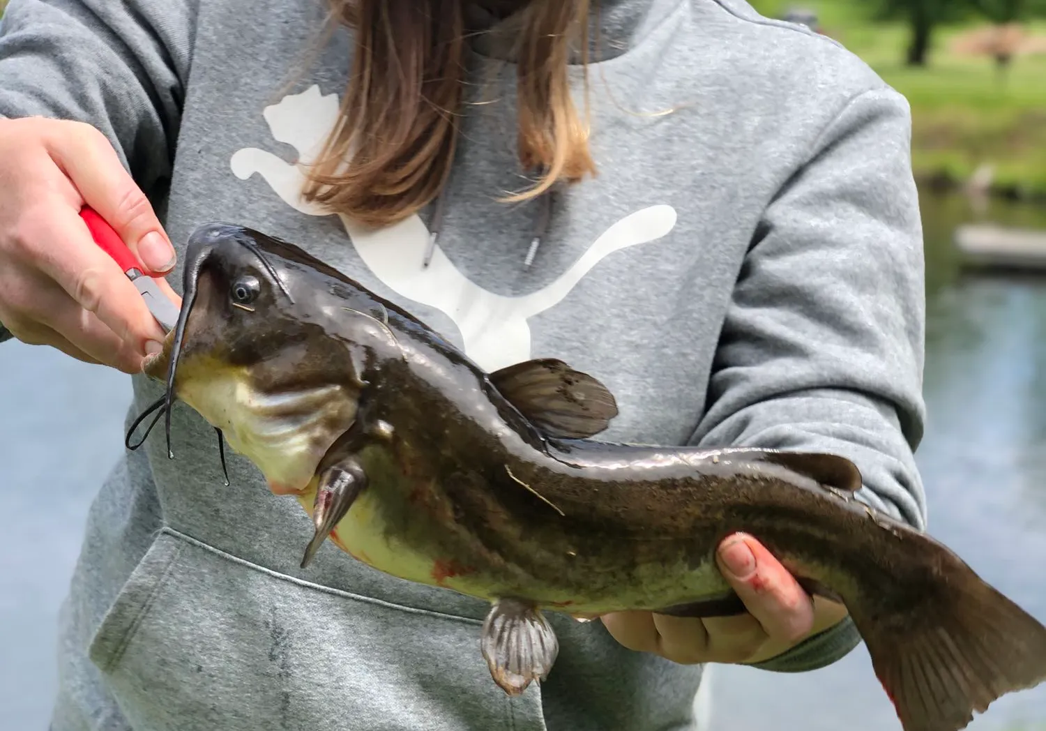 Black bullhead