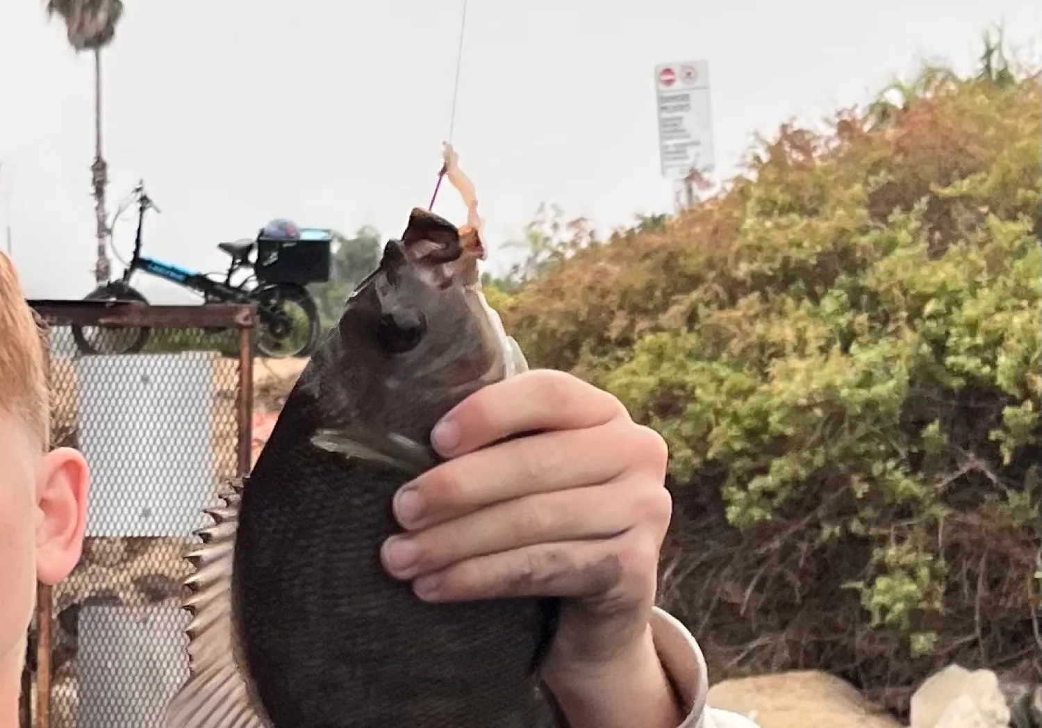 Black perch