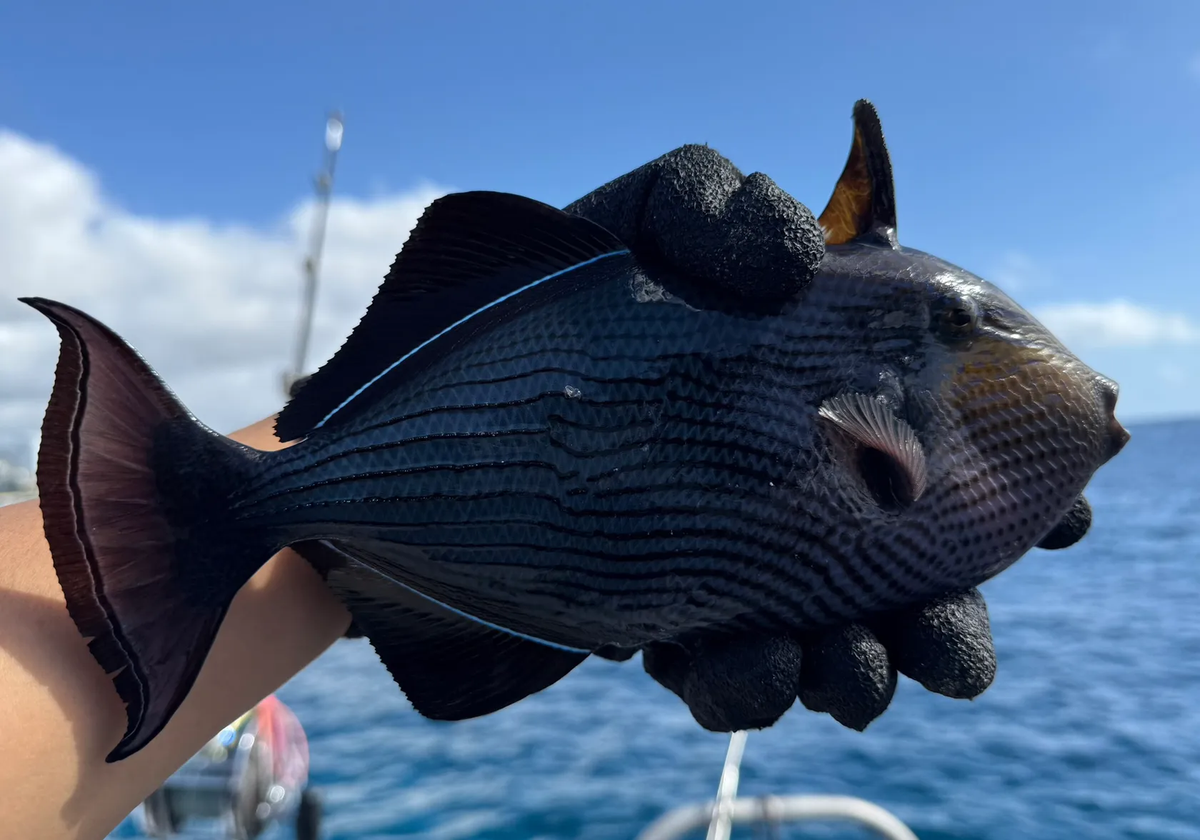 Black triggerfish