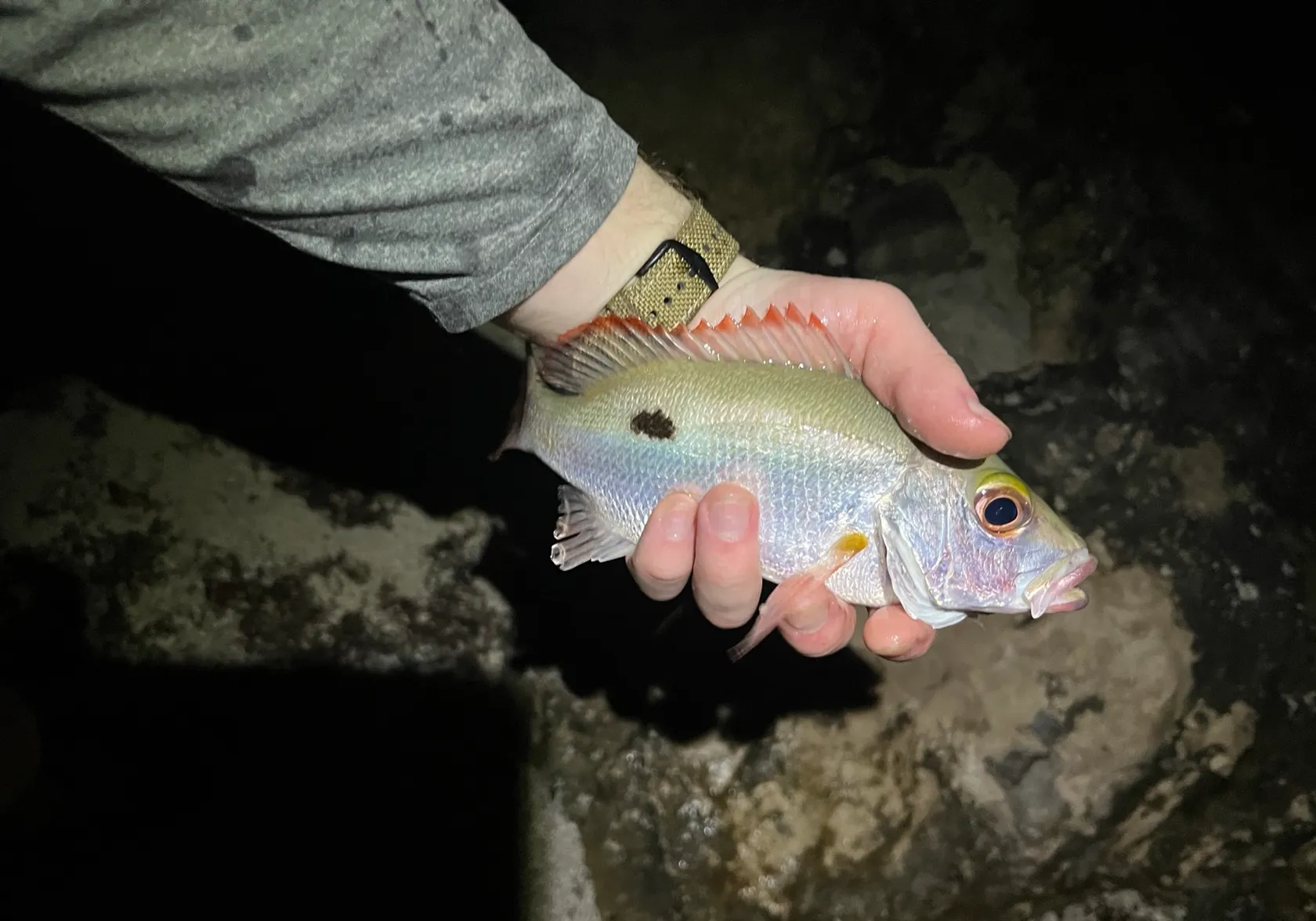 Mahogany snapper