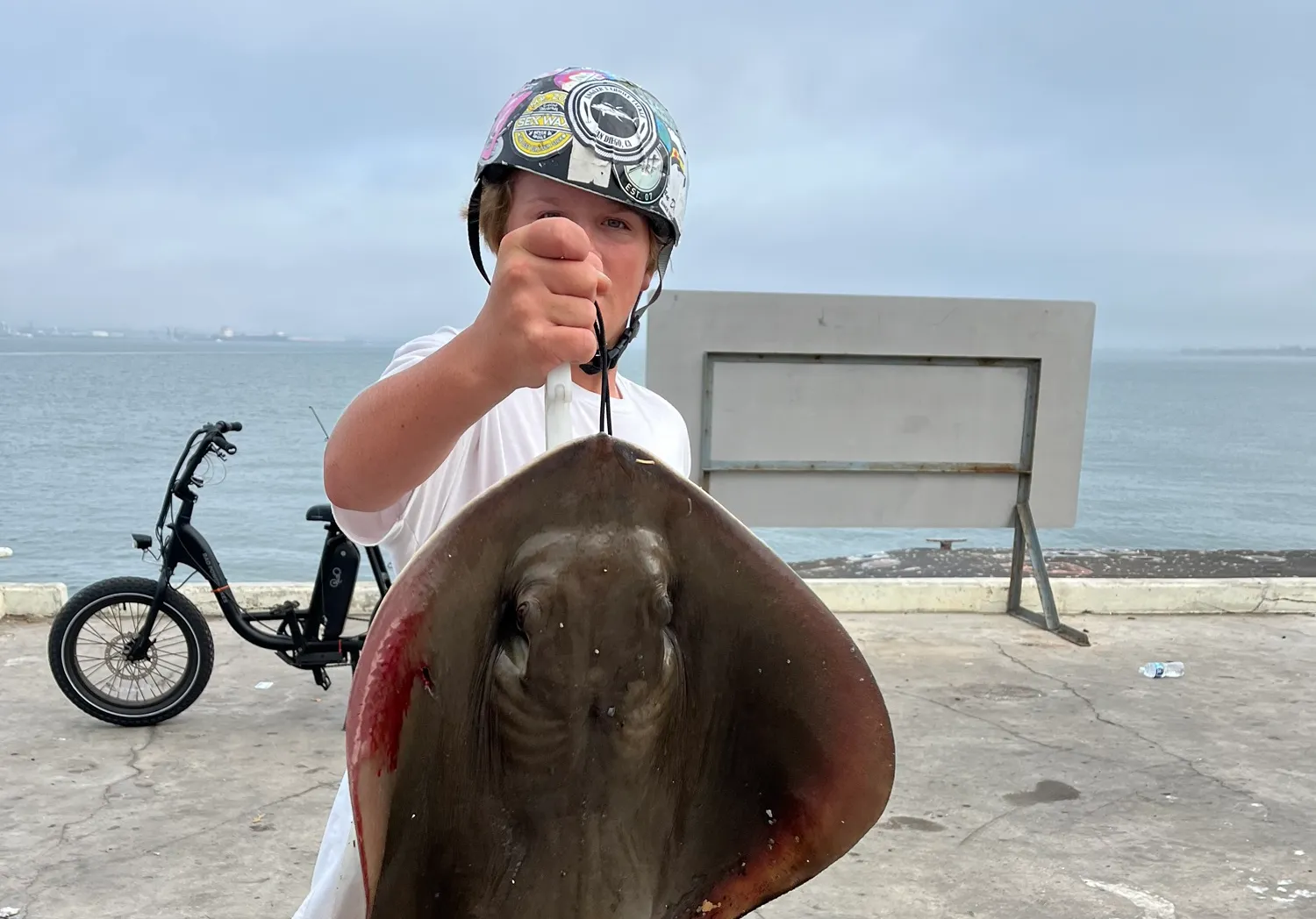 Short-tail stingray