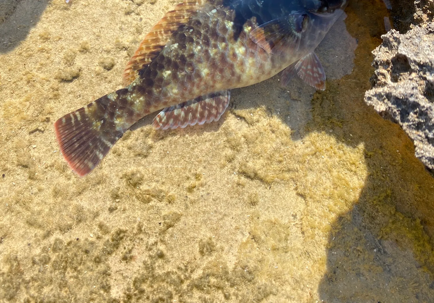 Mediterranean parrotfish