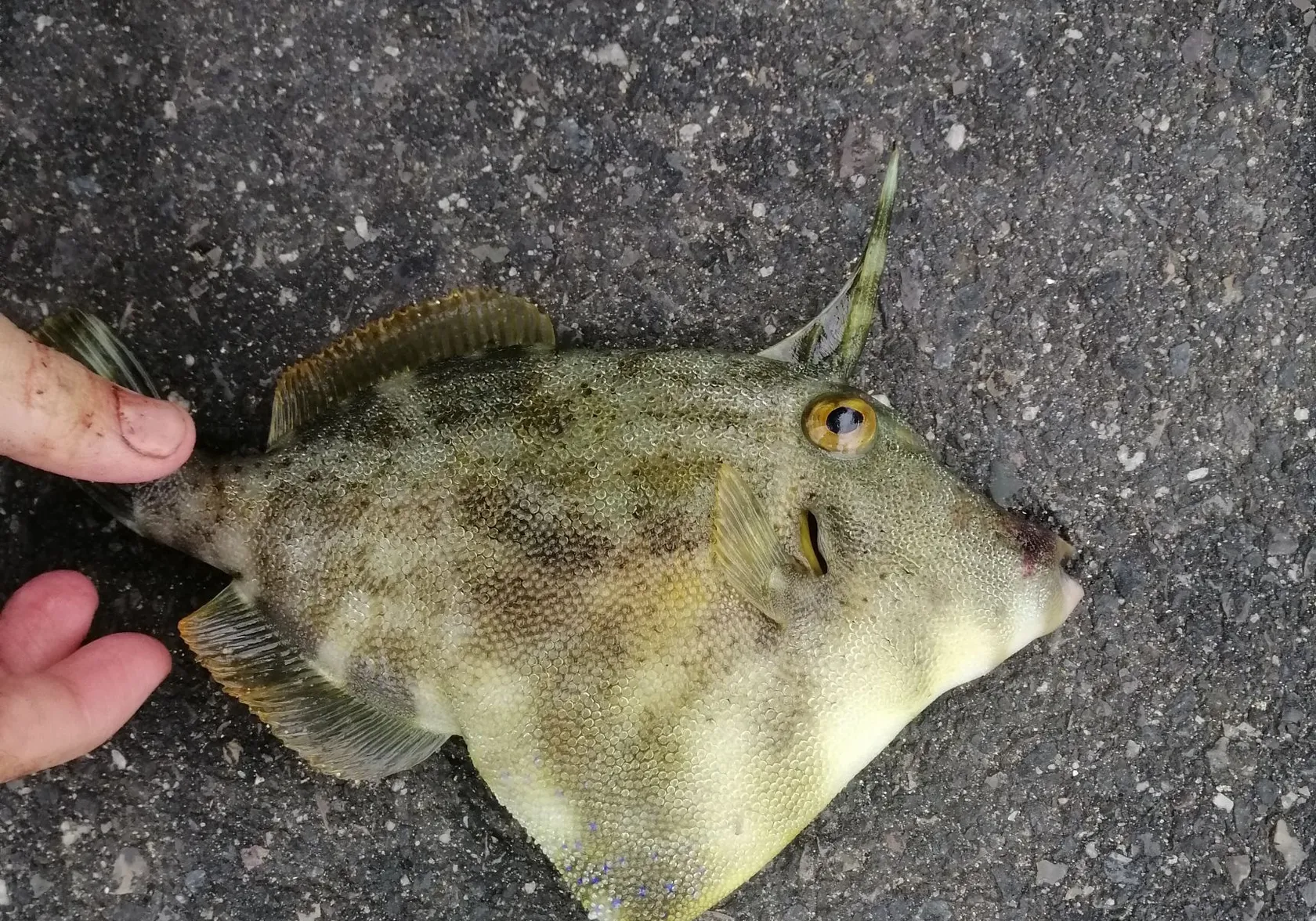 Large-scaled leatherjacket