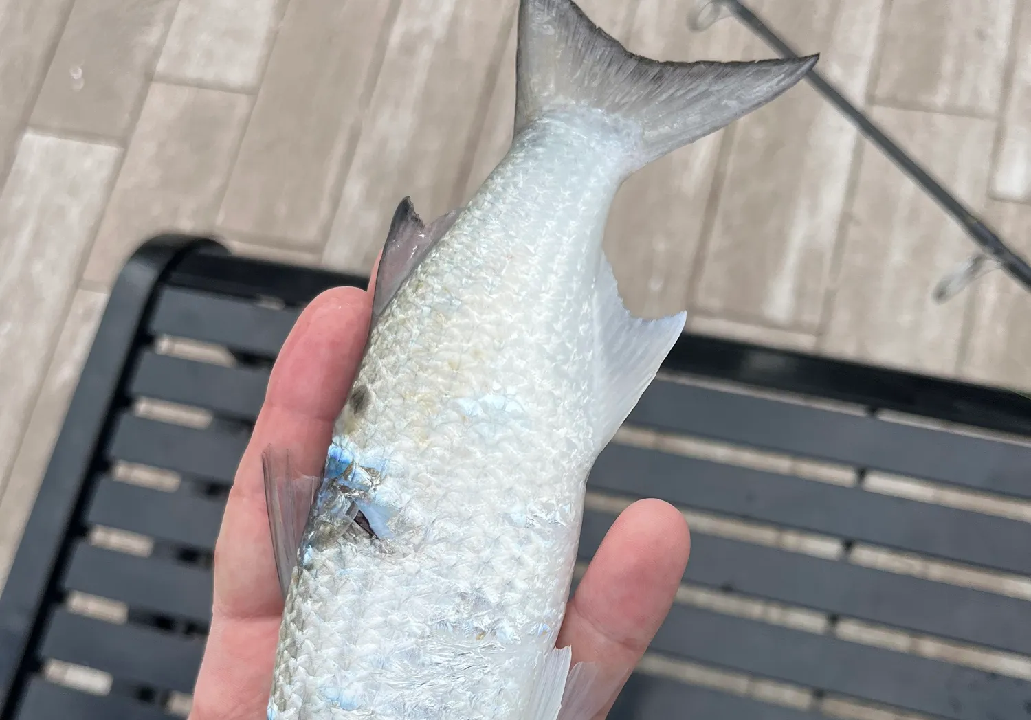 Silver mullet