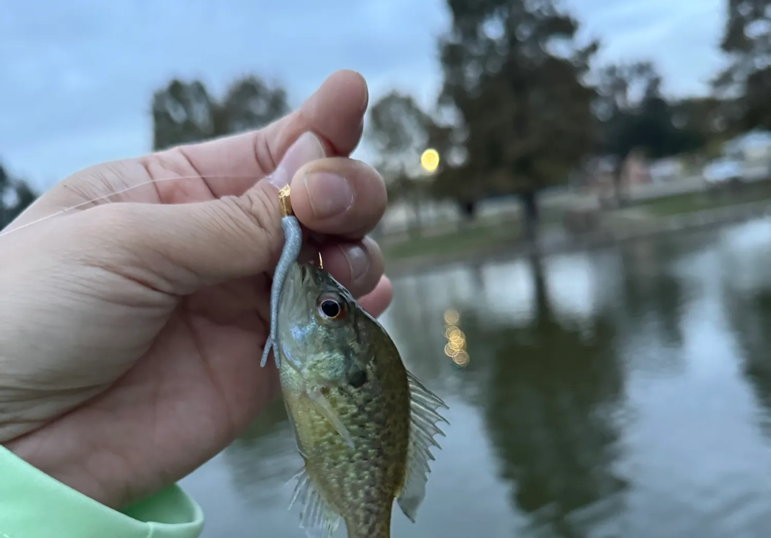 Dollar sunfish