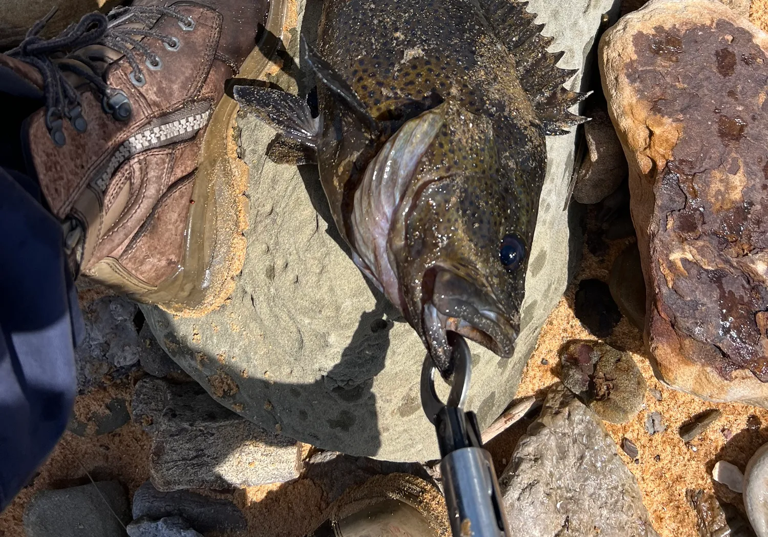 Maori rockcod