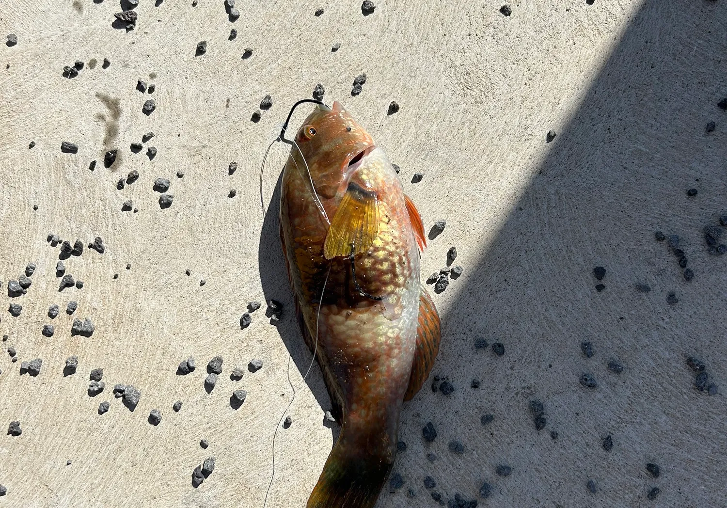 Japanese parrotfish