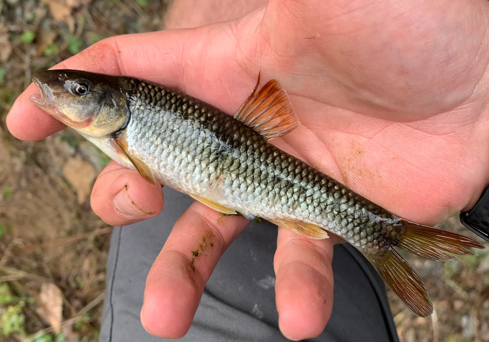 Bluehead chub