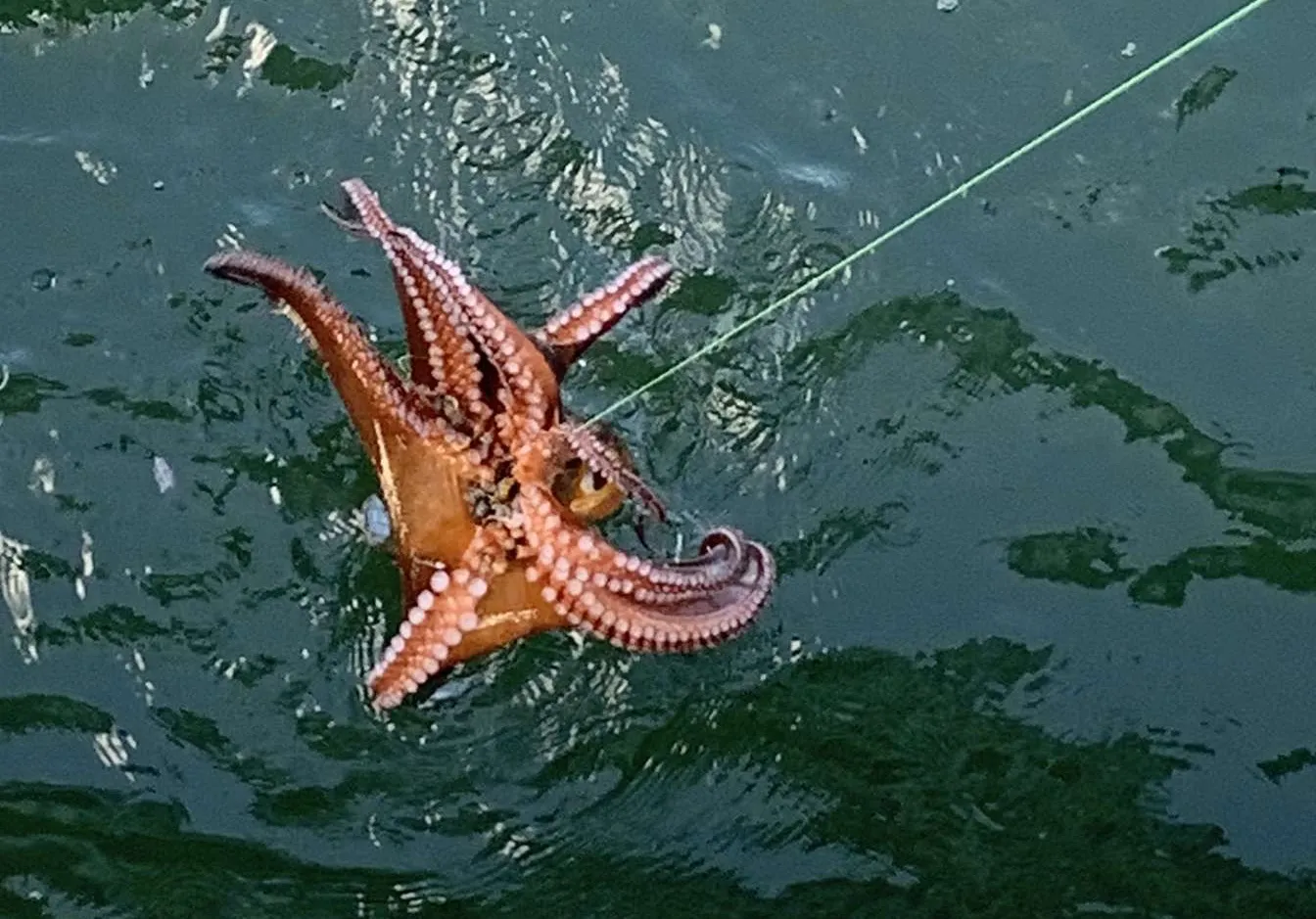 Common octopus