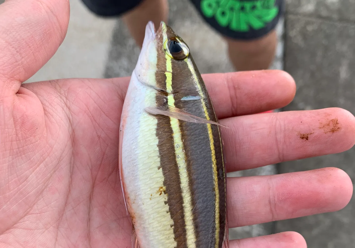 Two-lined monocle bream