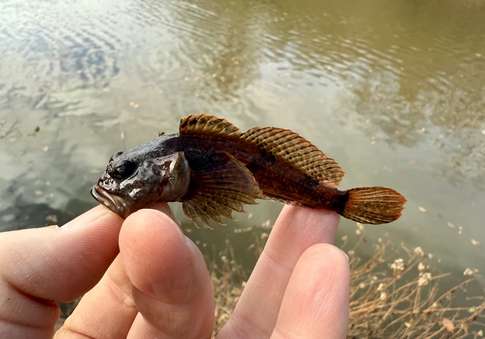 Mottled sculpin