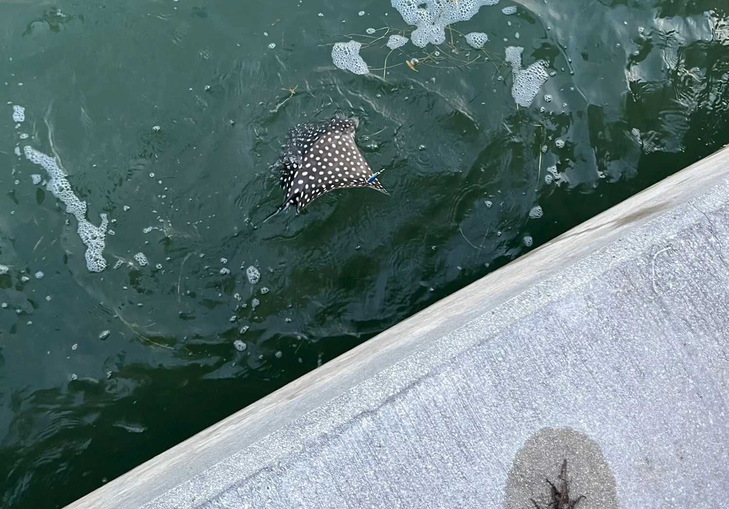 Spotted eagle ray