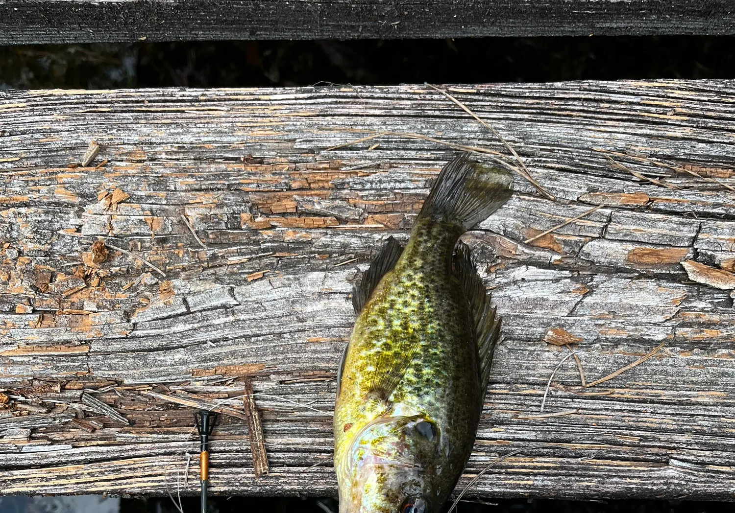 Warmouth x bluegill