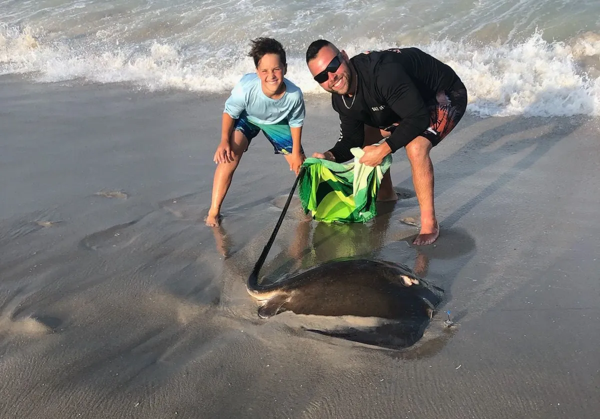 Southern stingray