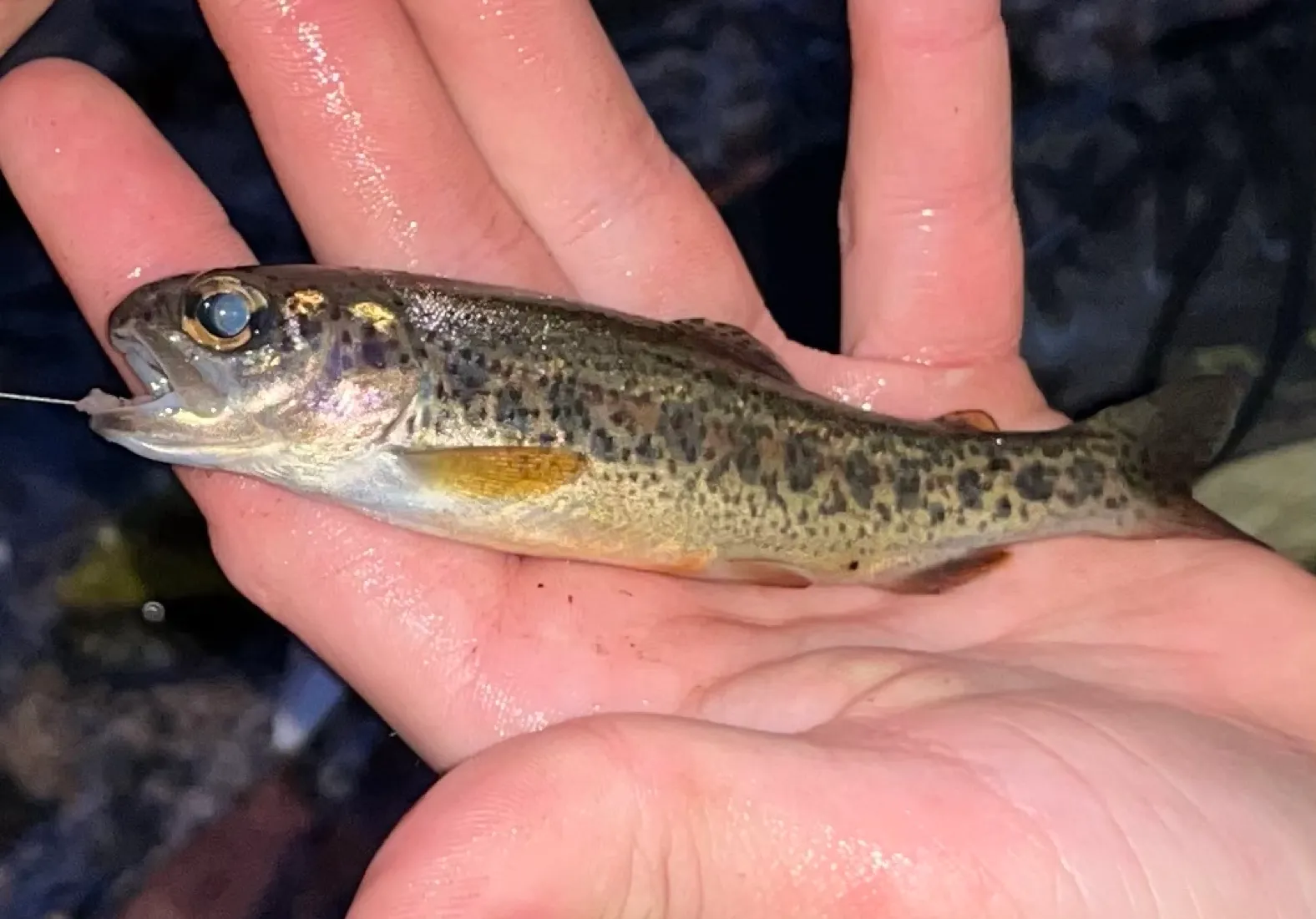 Coastal rainbow trout