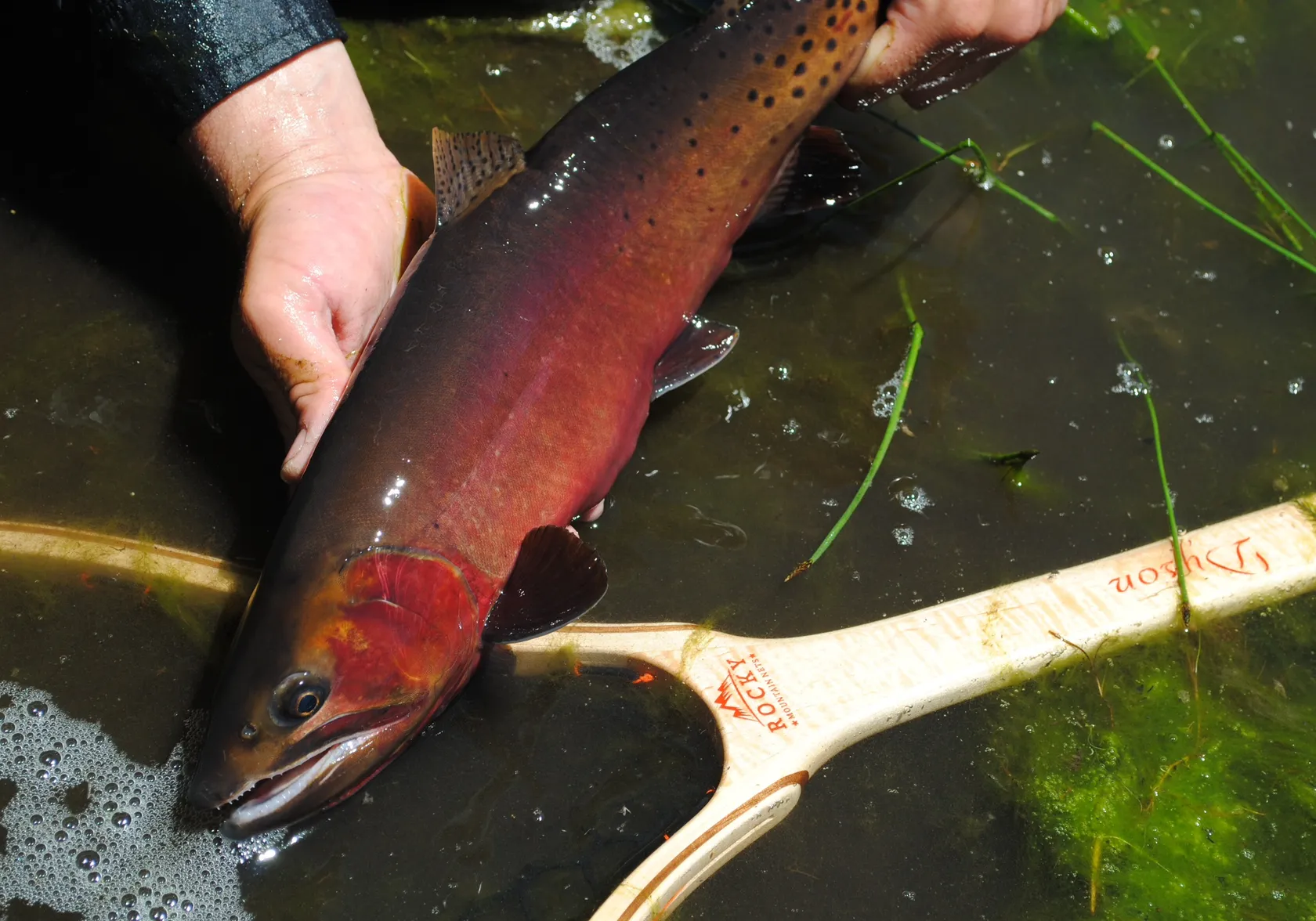 Colorado river cutthroat trout