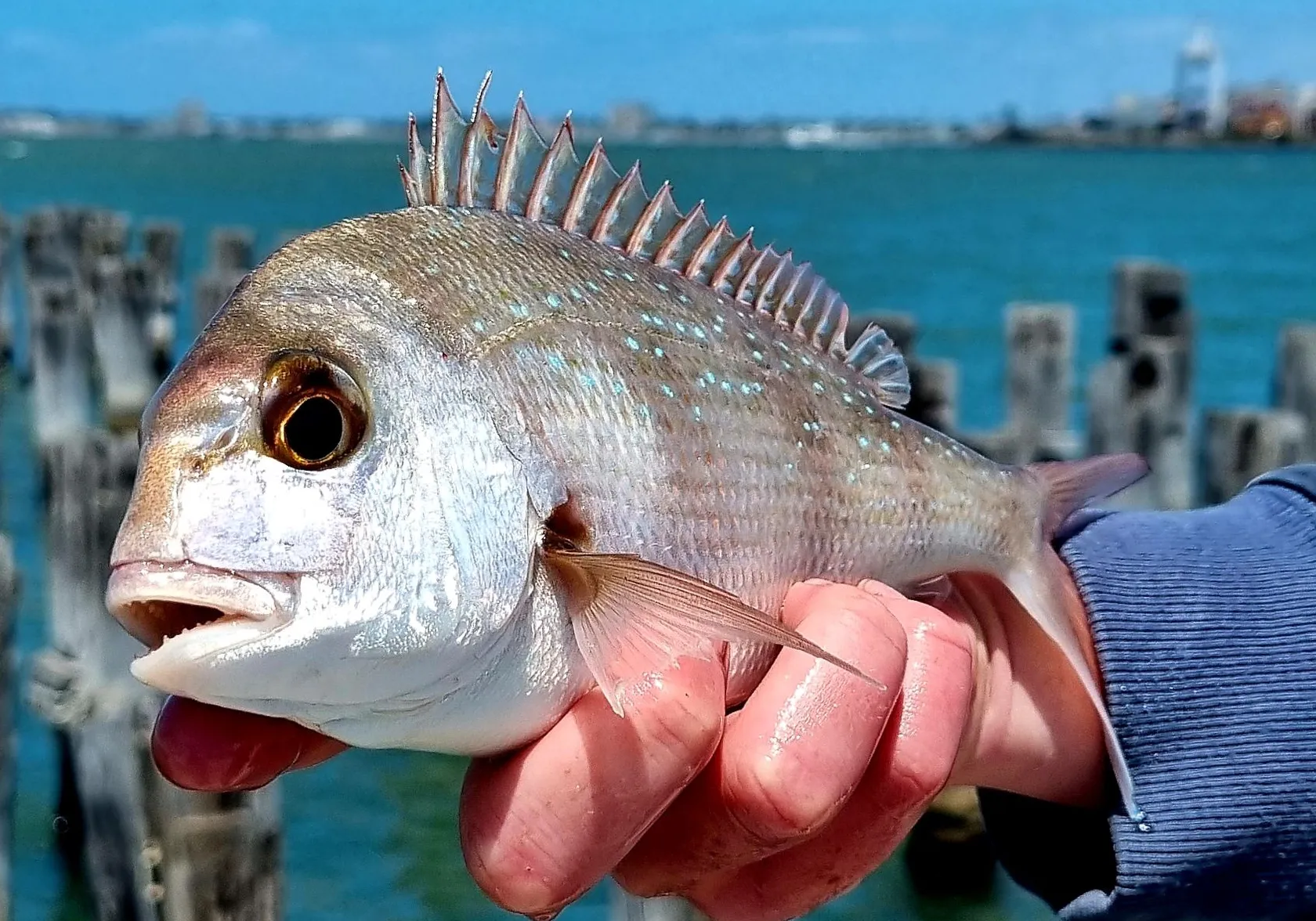 White trevally