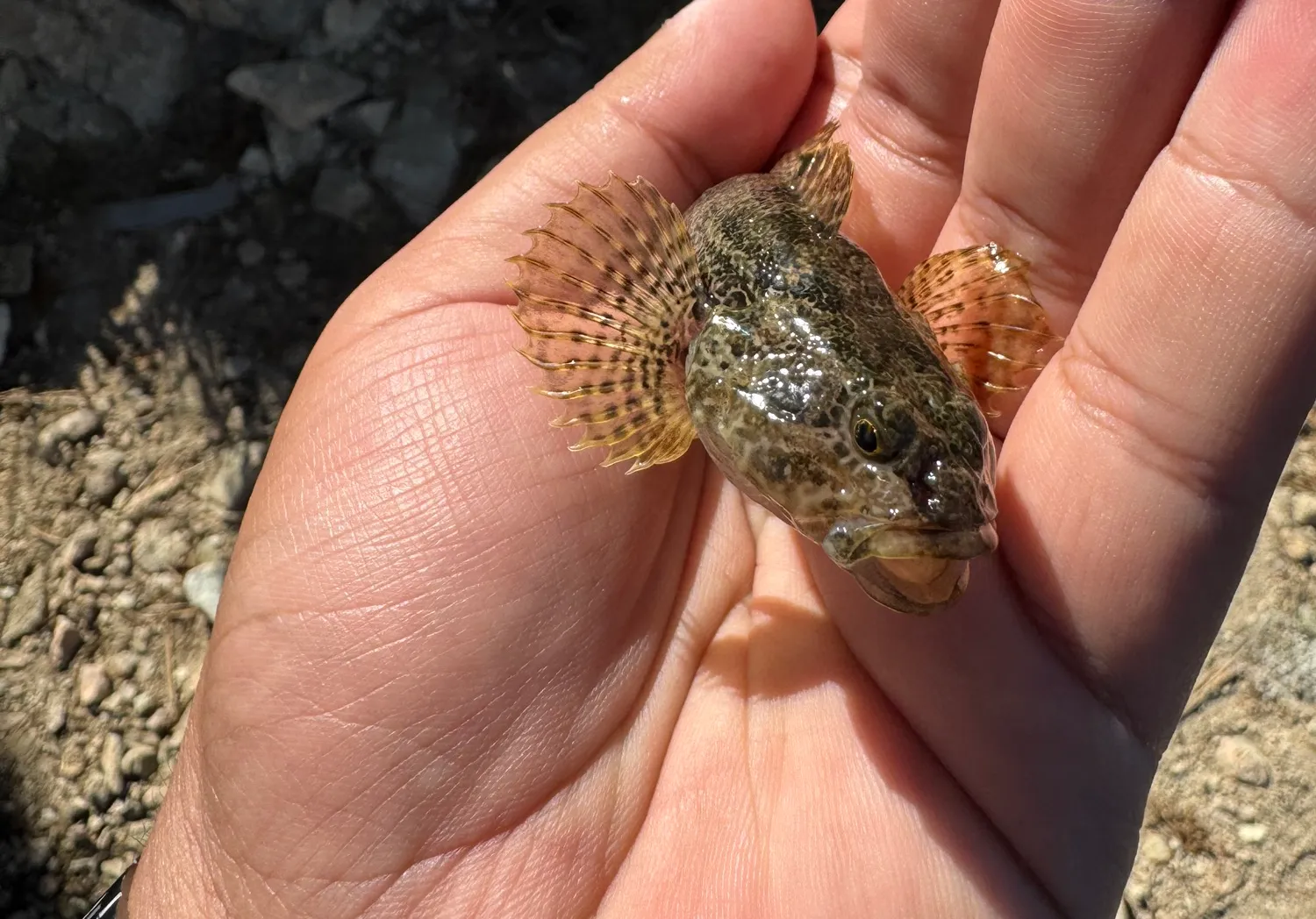 Bigmouth sculpin