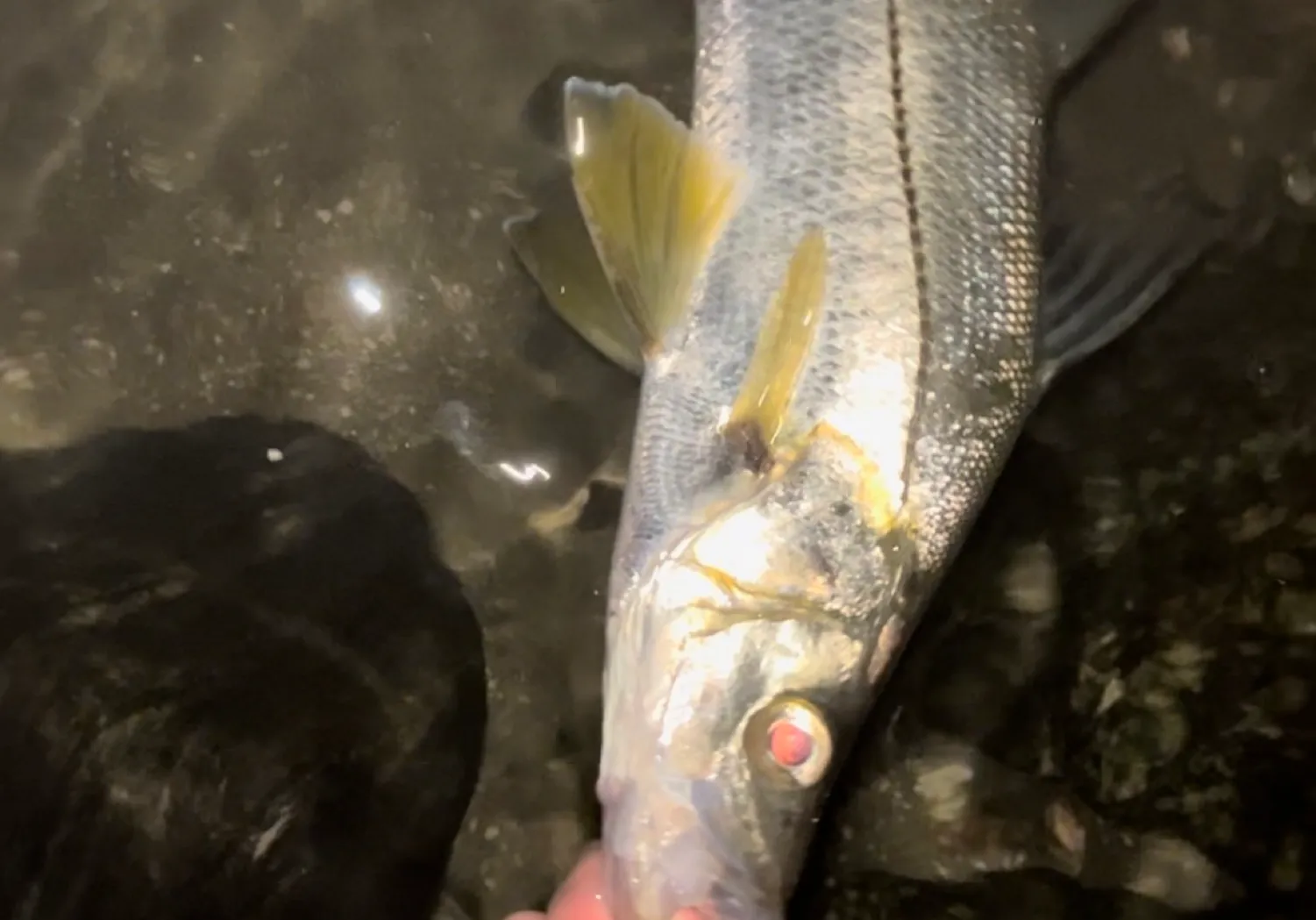 Tarpon Snook