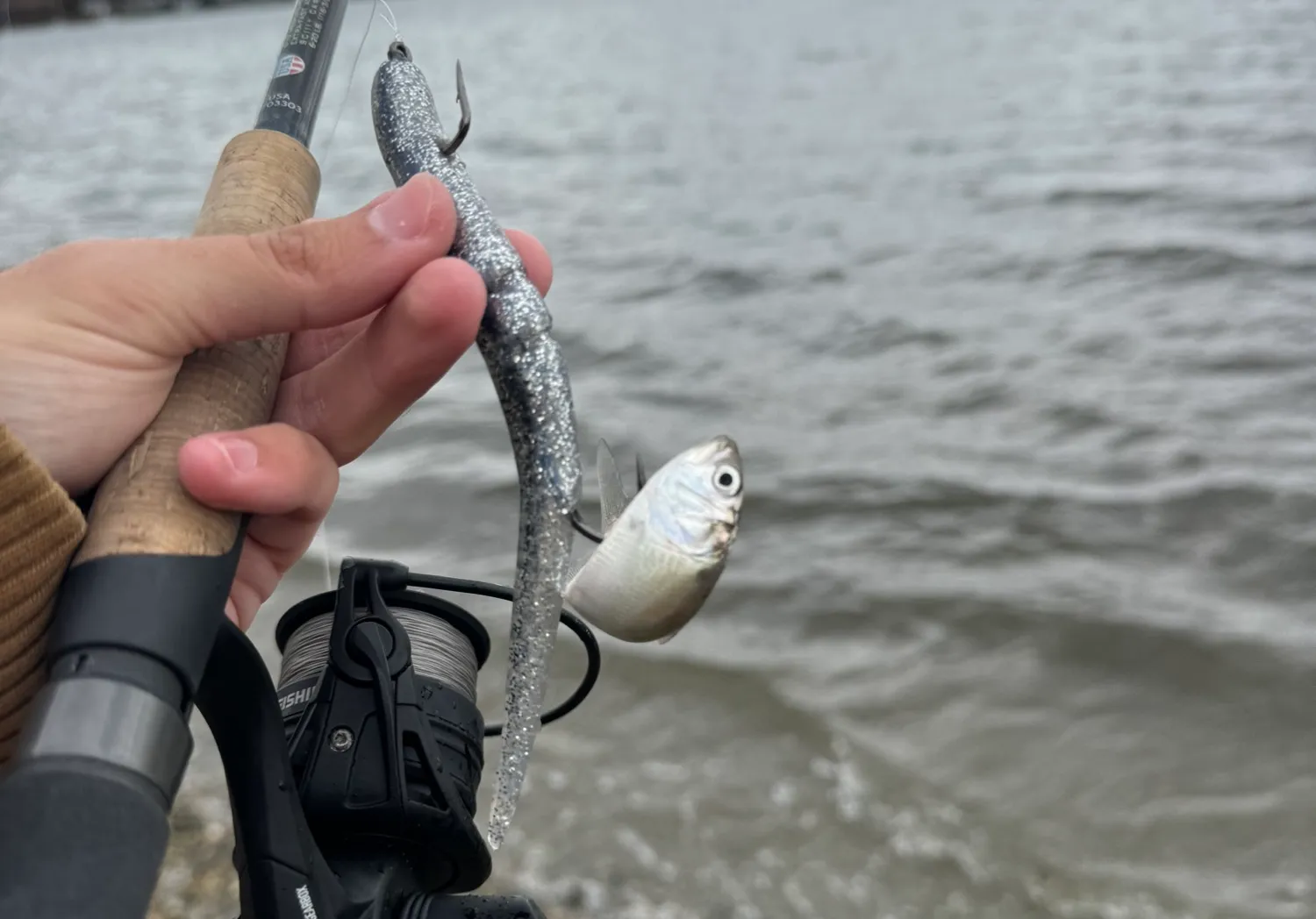 Atlantic menhaden