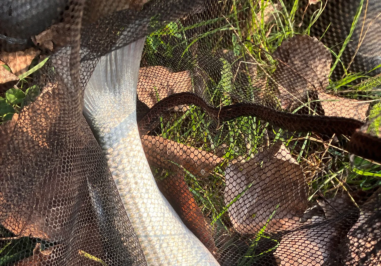 Thinlip grey mullet