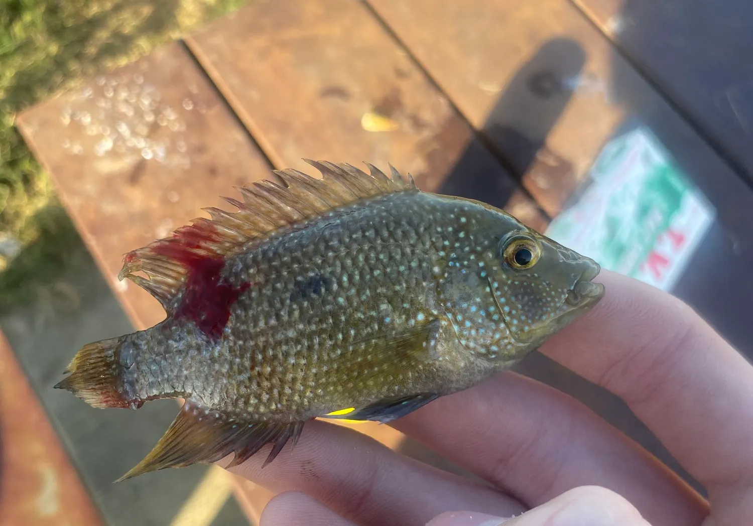 Rio Grande cichlid