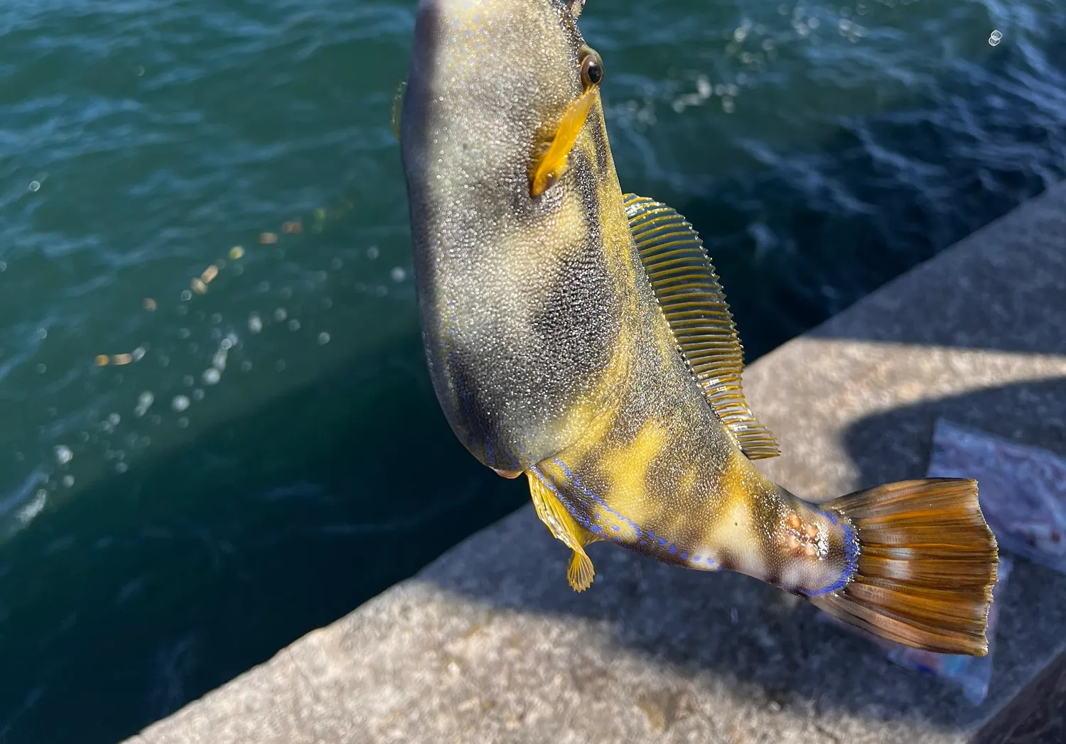 Black reef leatherjacket