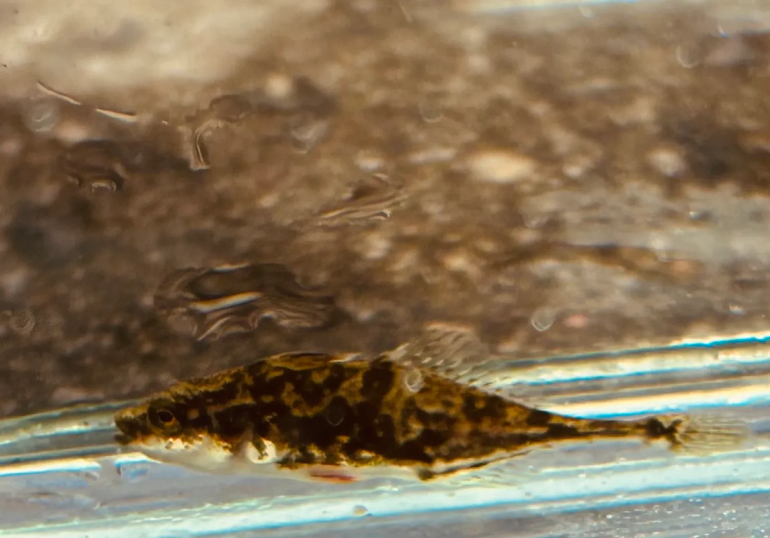 Fourspine stickleback