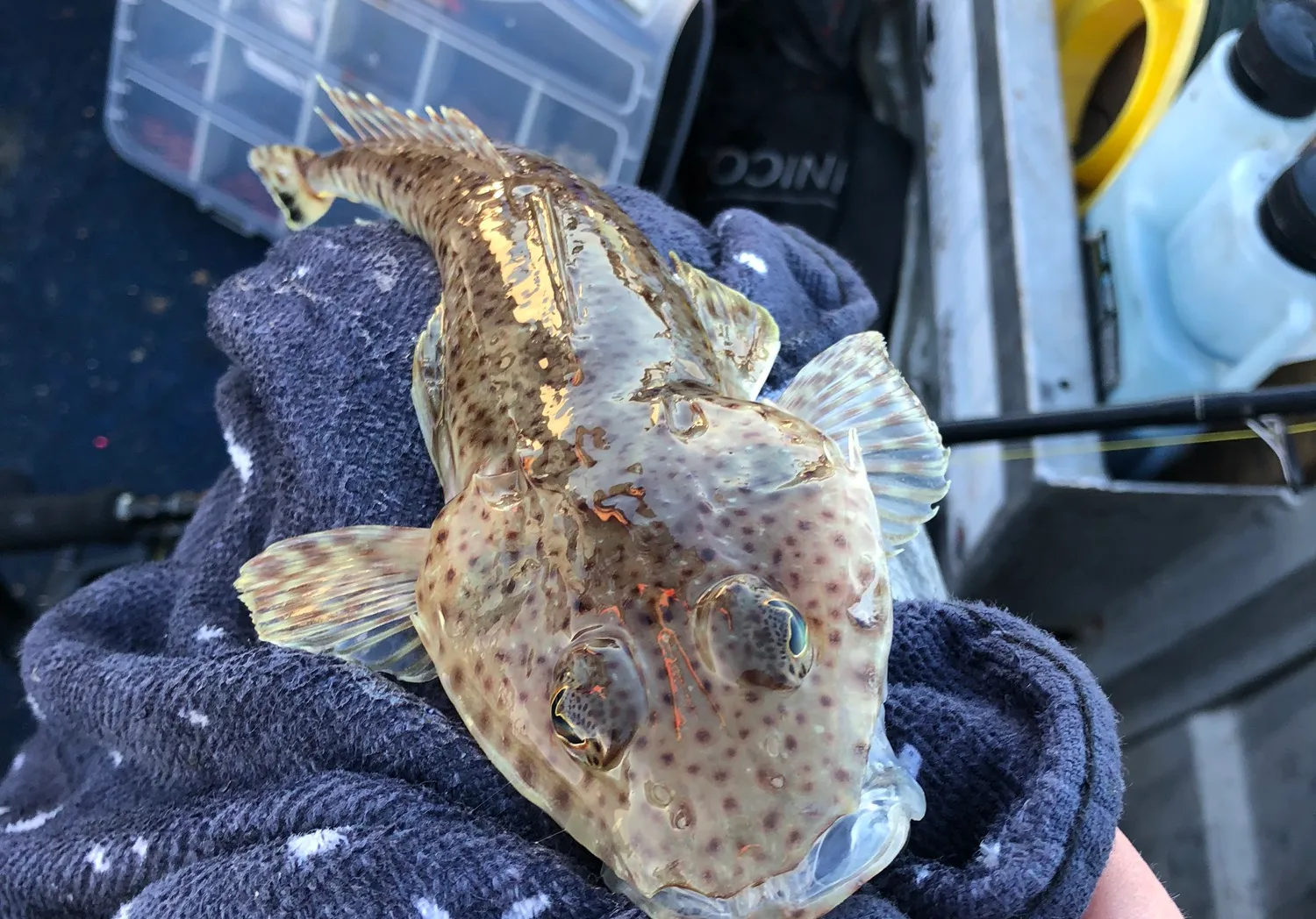 Sand flathead