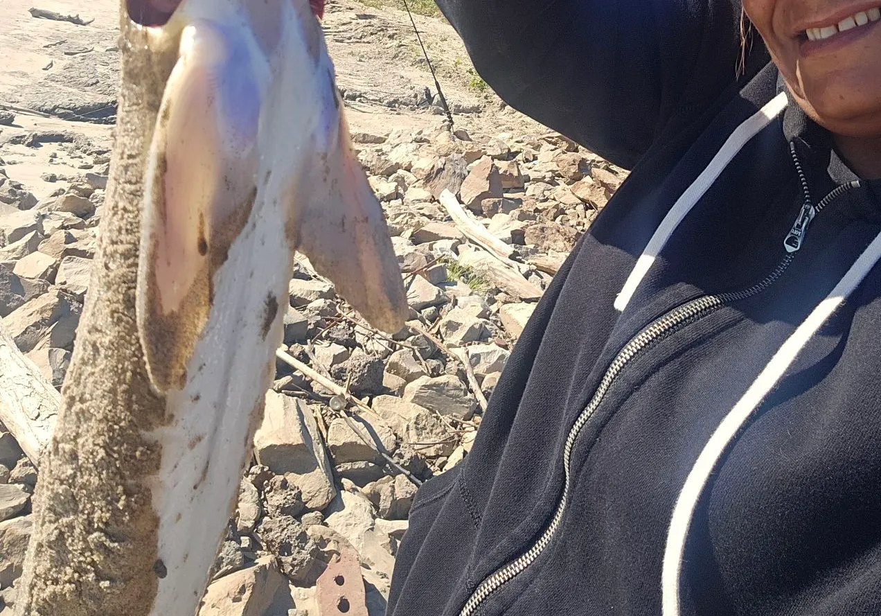 Pallid sturgeon