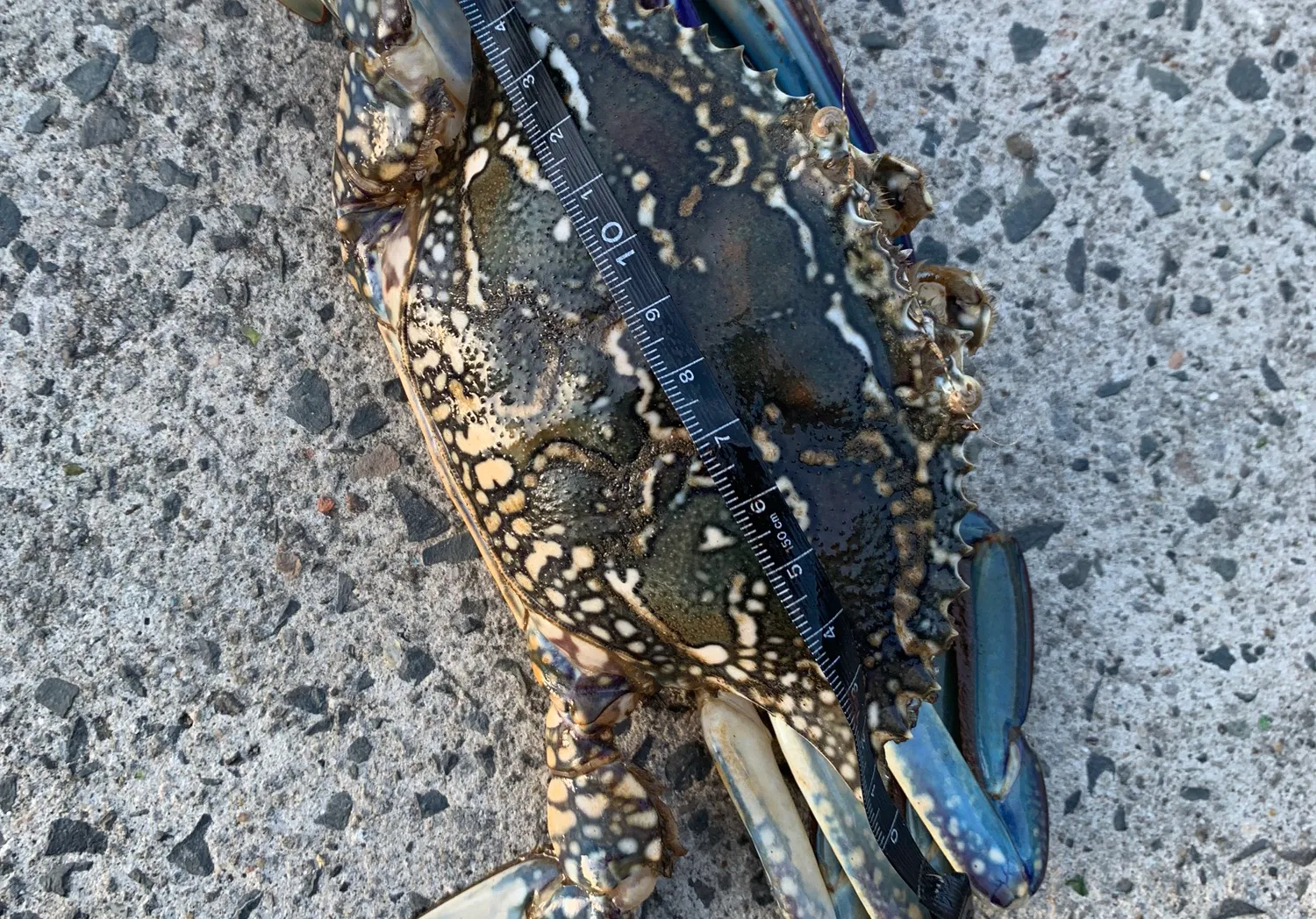 Blue swimmer crab