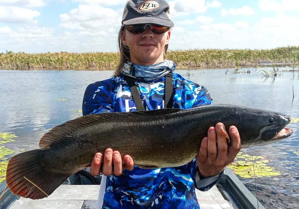 Bowfin