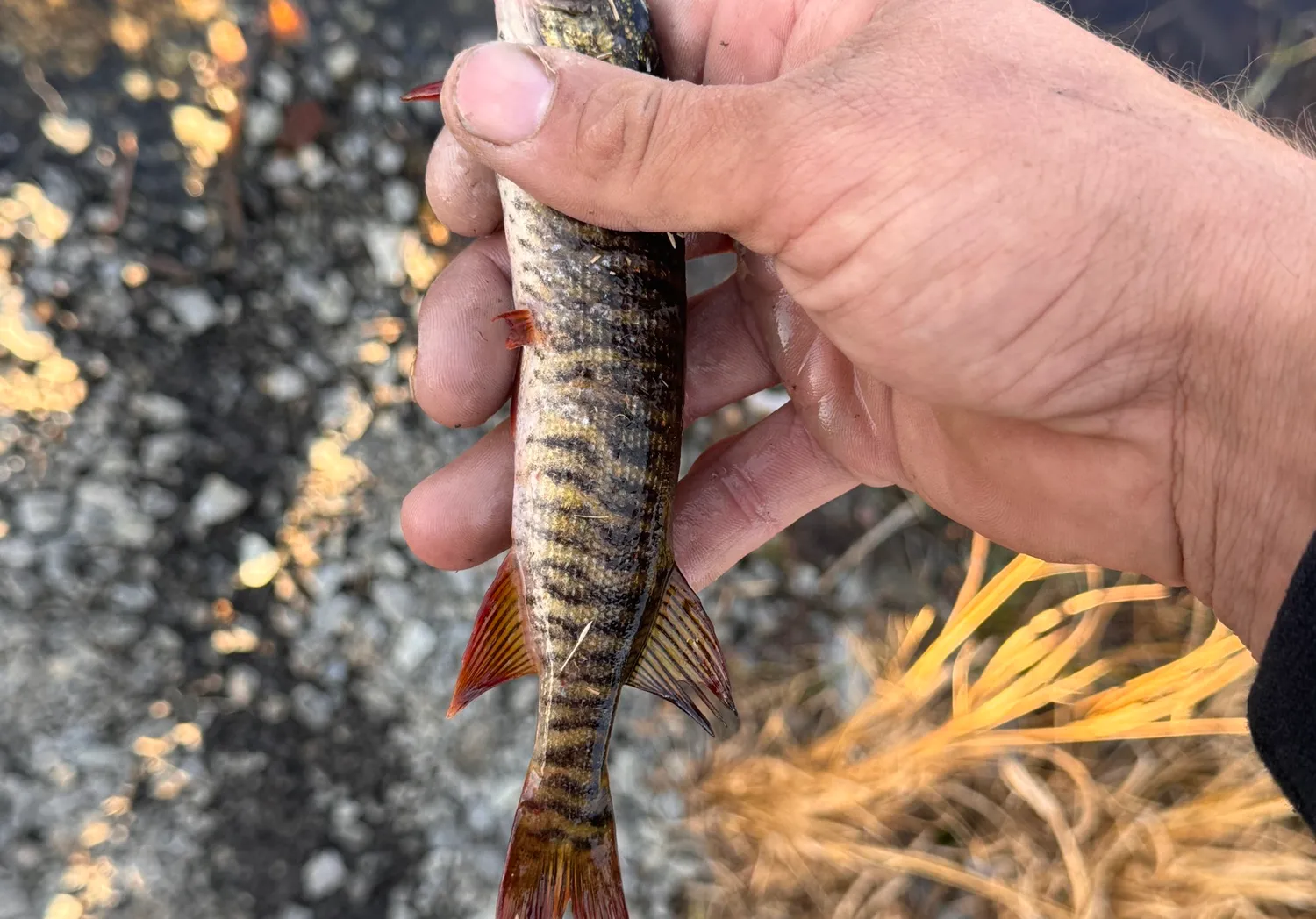 Redfin pickerel