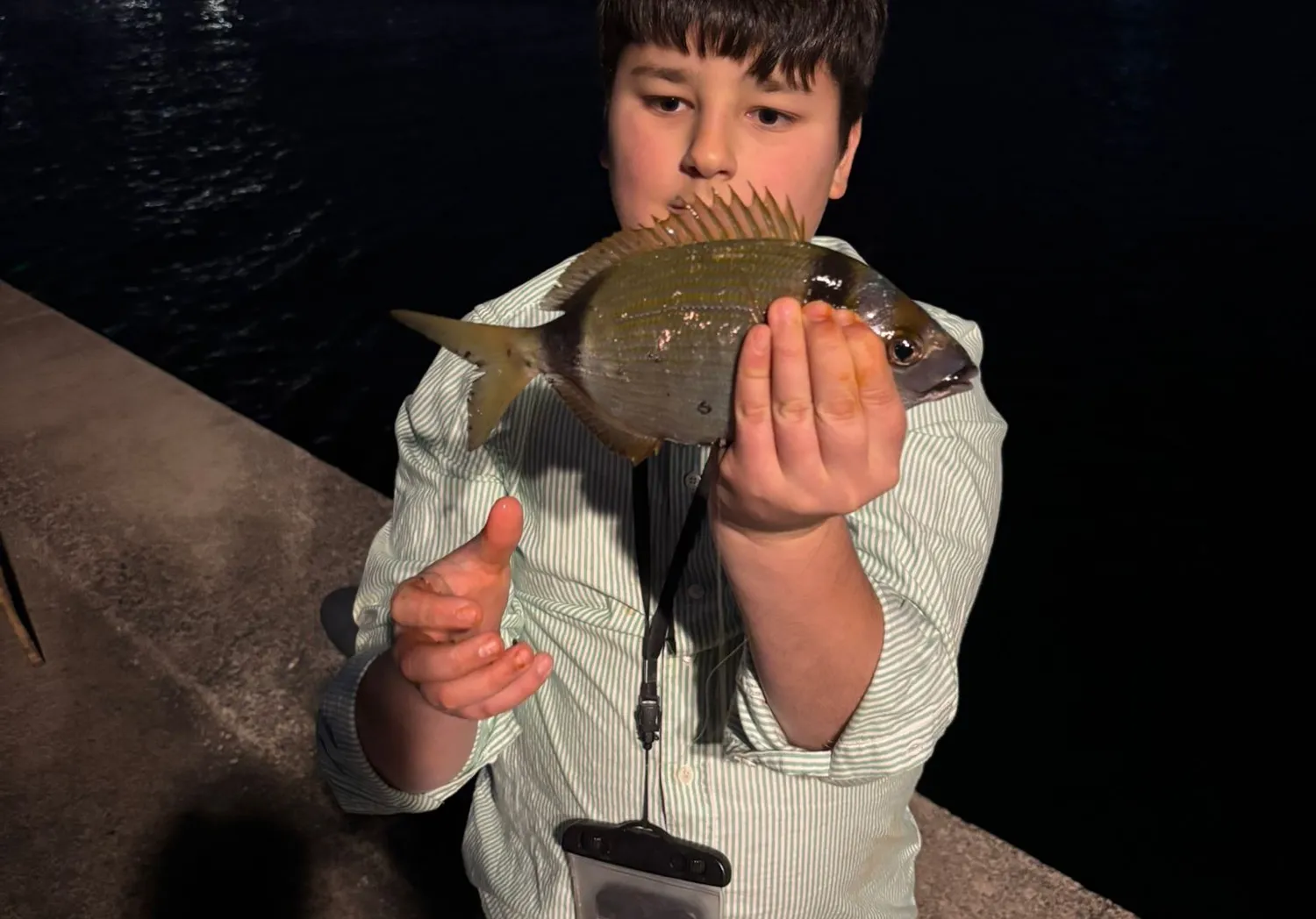 Common two-banded seabream