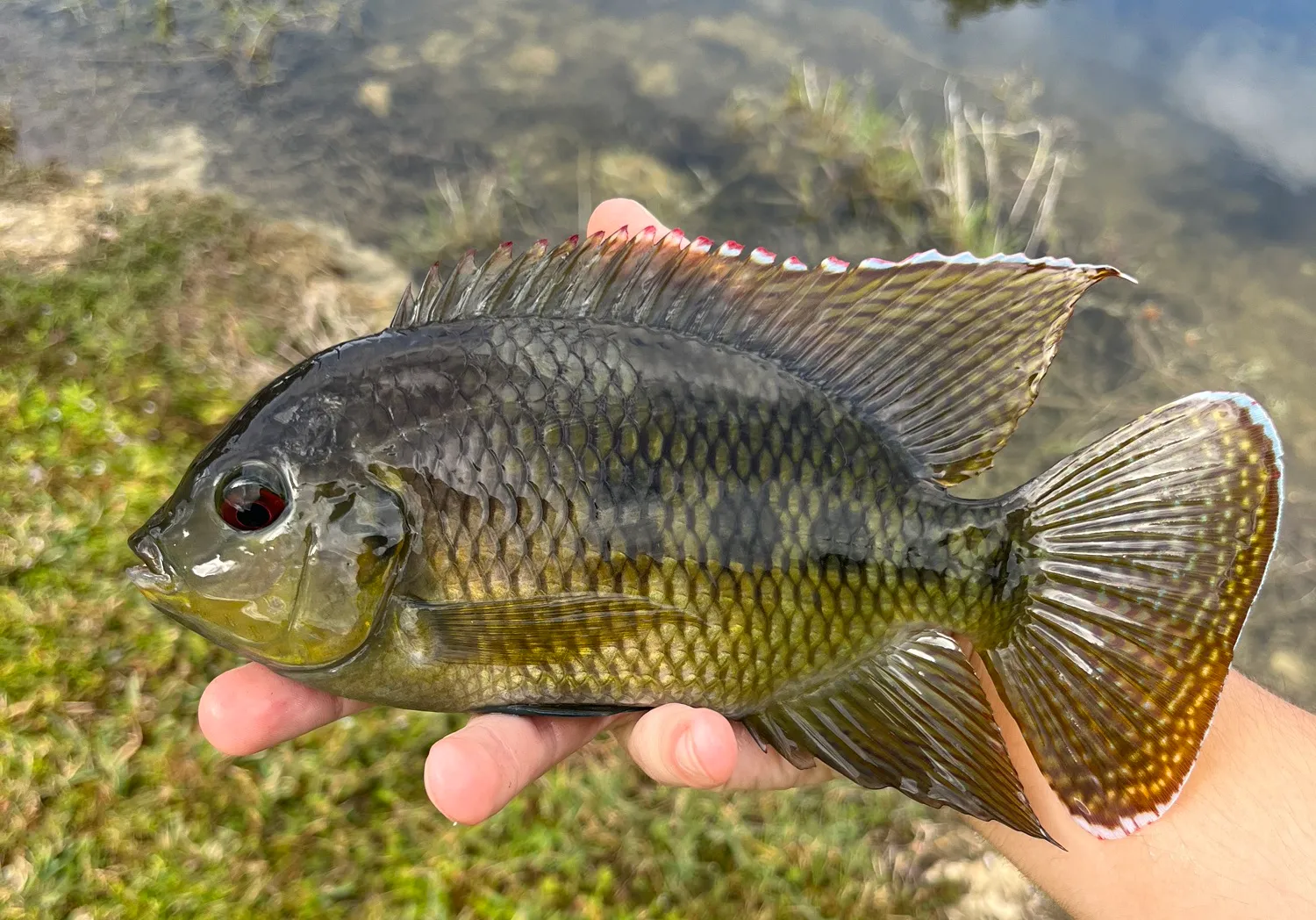 Spotted tilapia