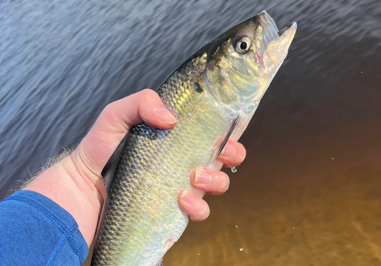 American shad