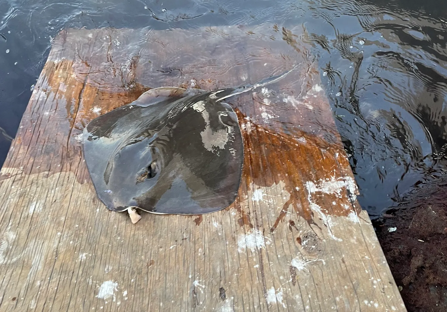 Cowtail stingray