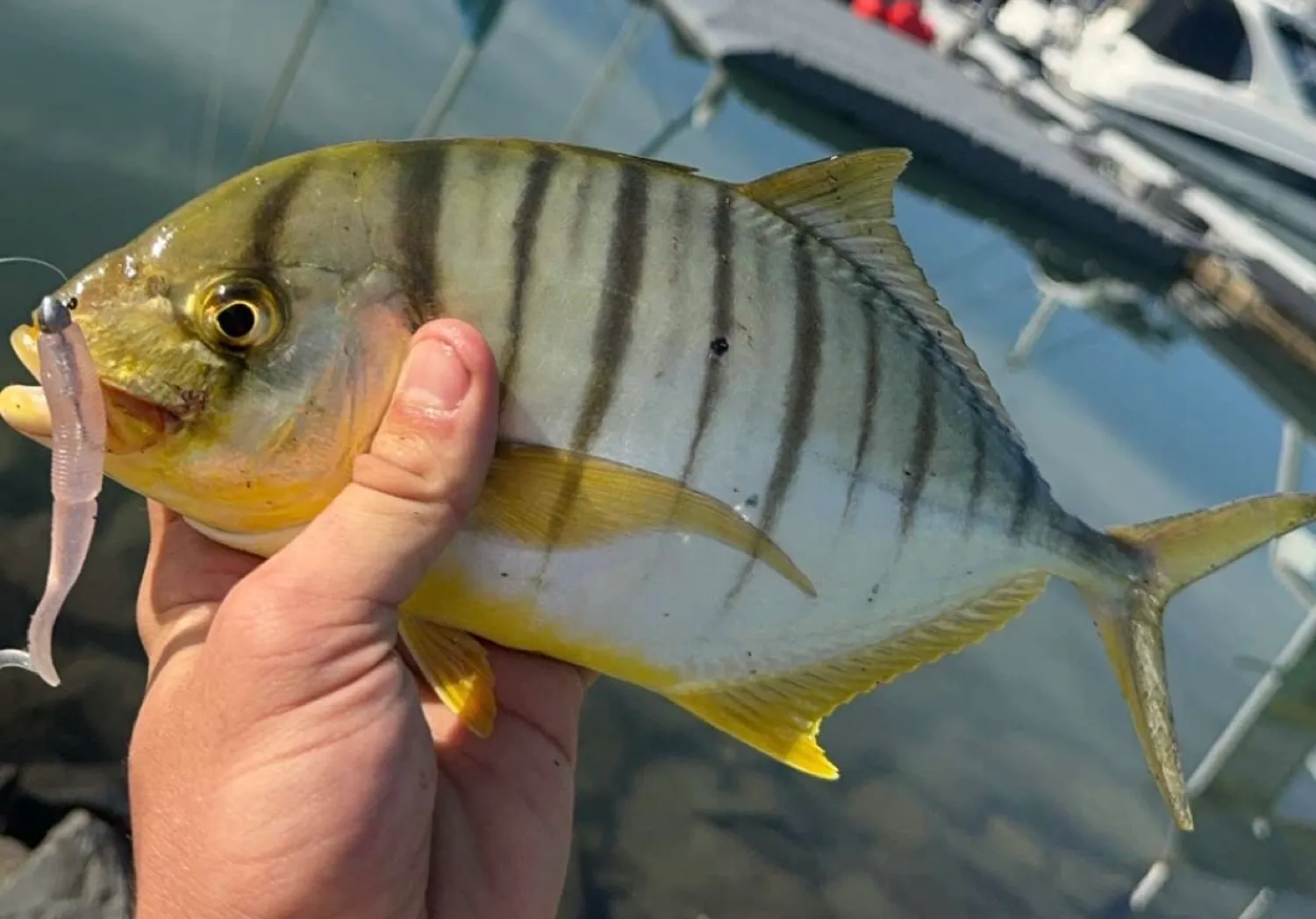 Golden trevally