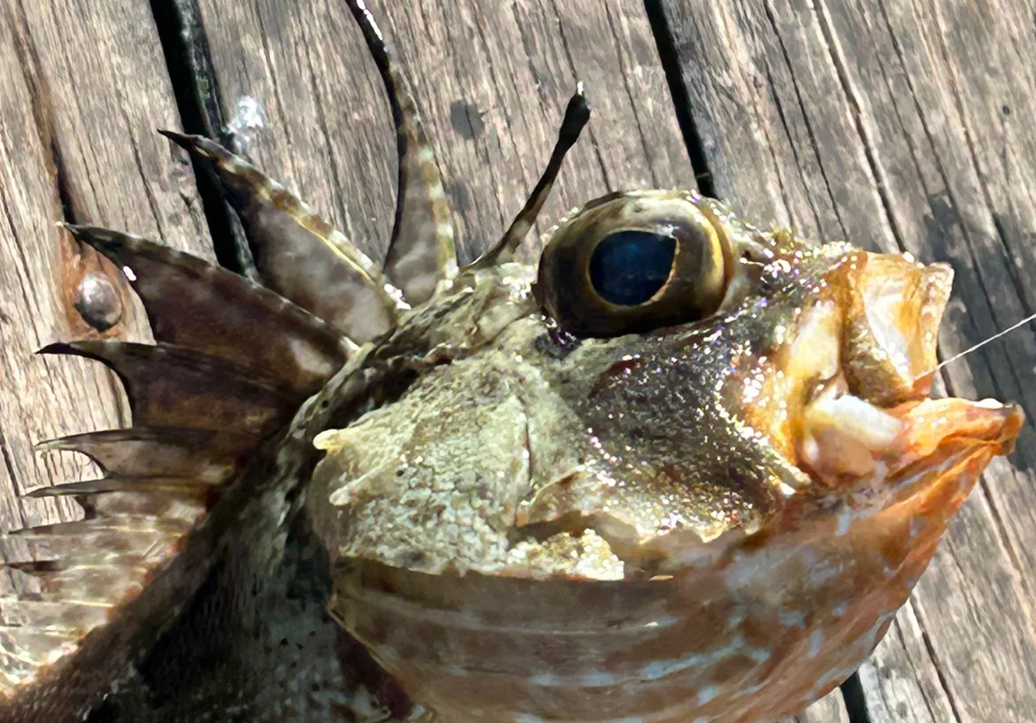 Stonefish