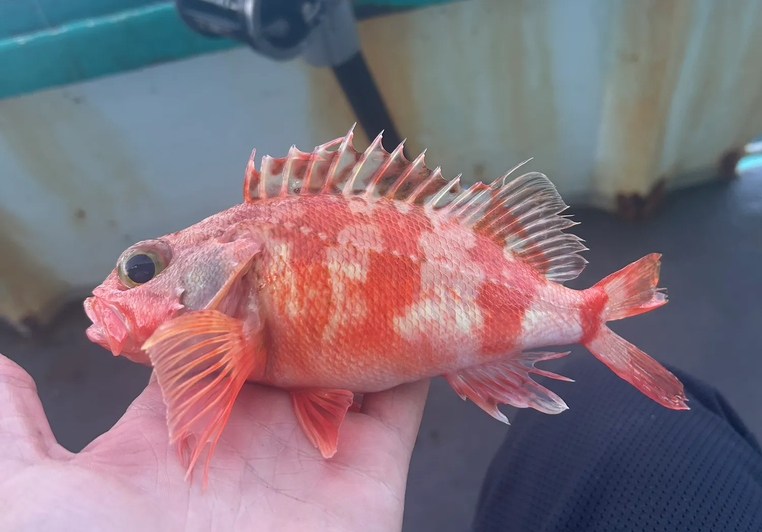 Blackbelly rosefish