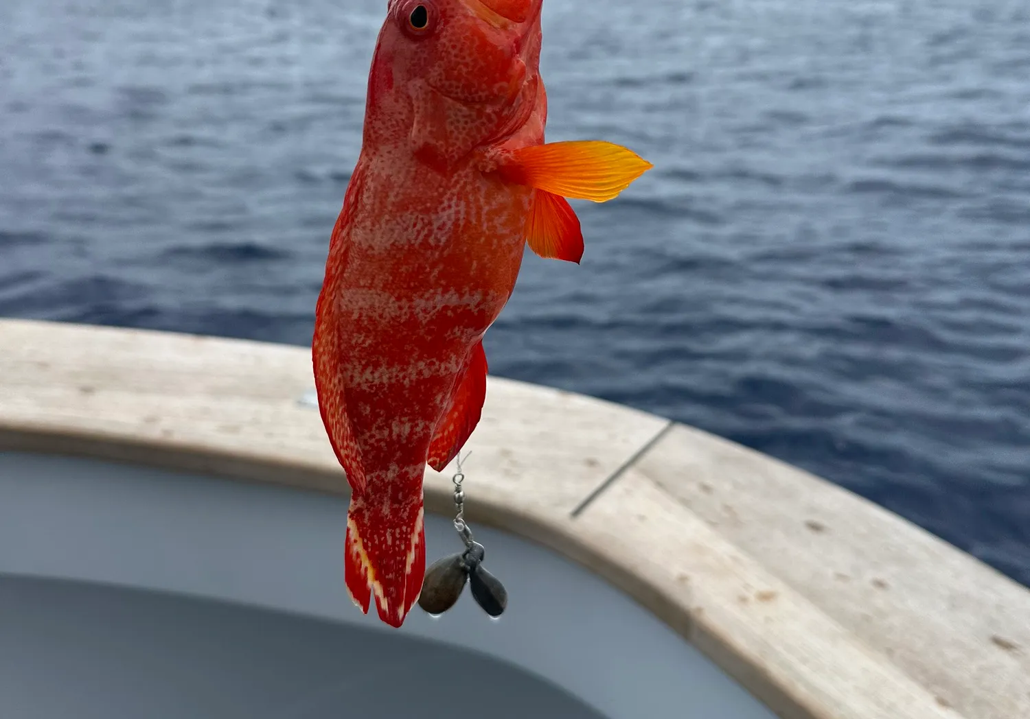 Spotted coralgrouper