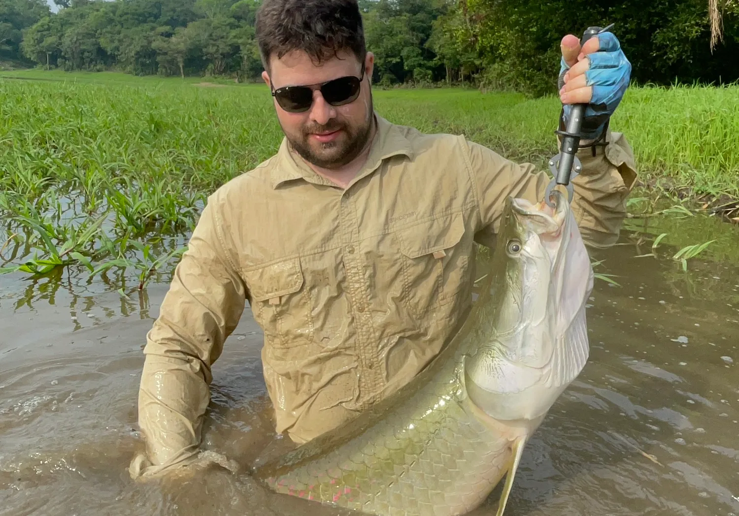 Arapaima