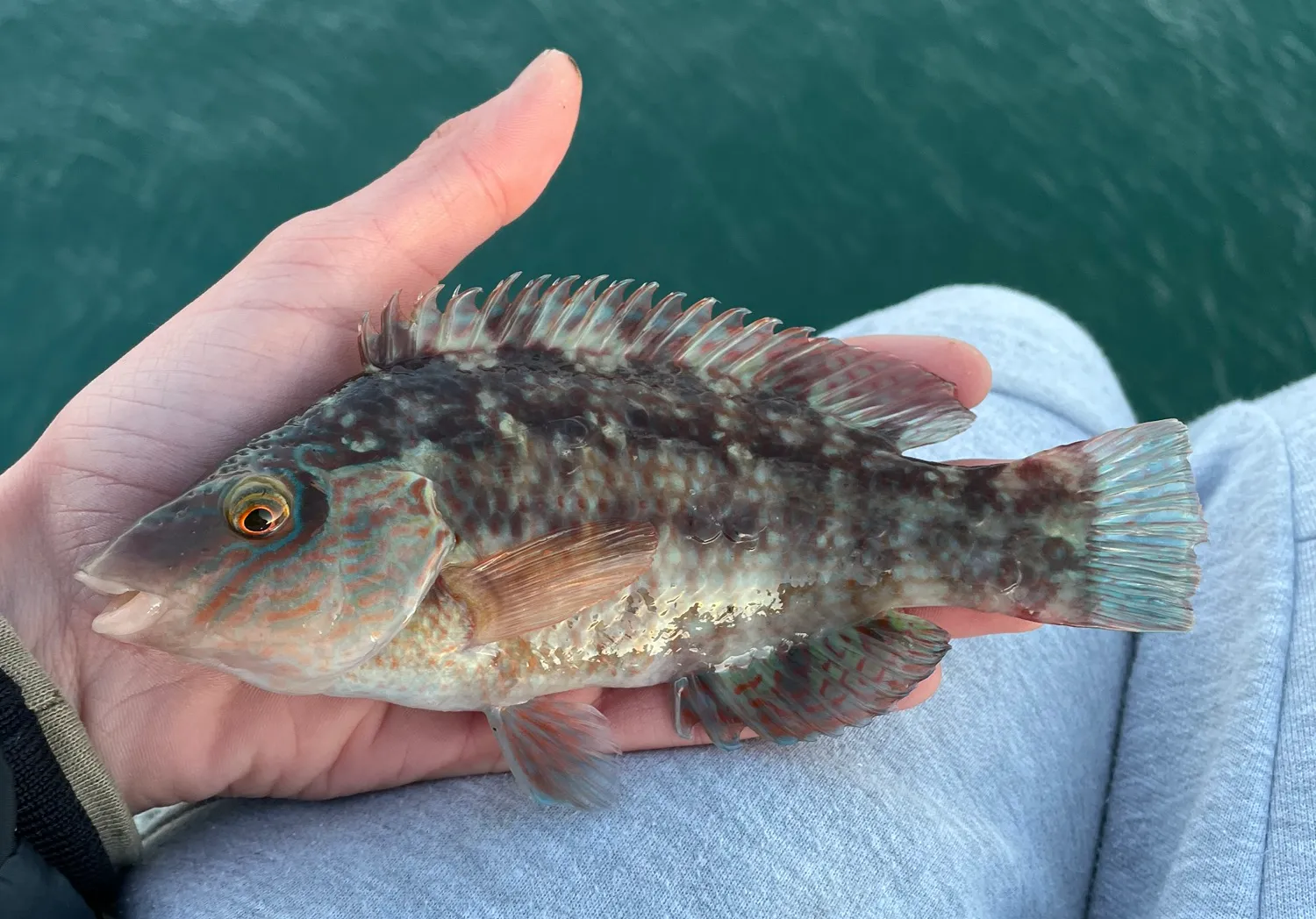 Corkwing wrasse