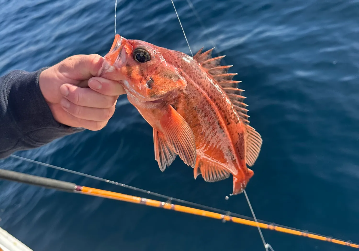 Mexican rockfish