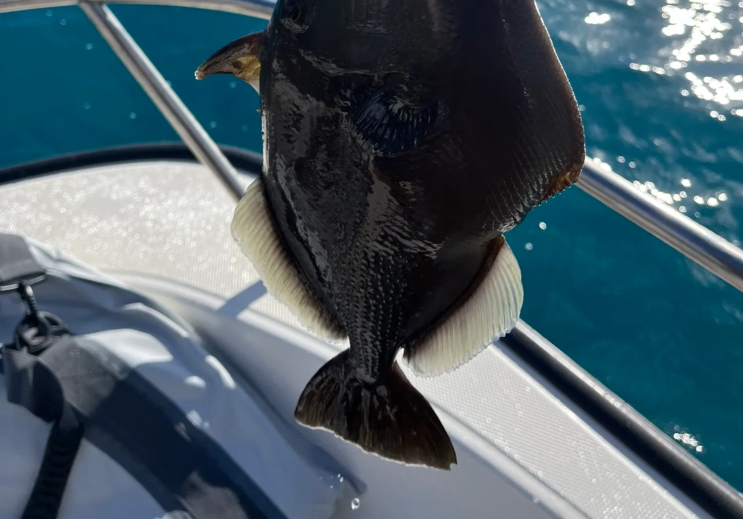 Pinktail triggerfish