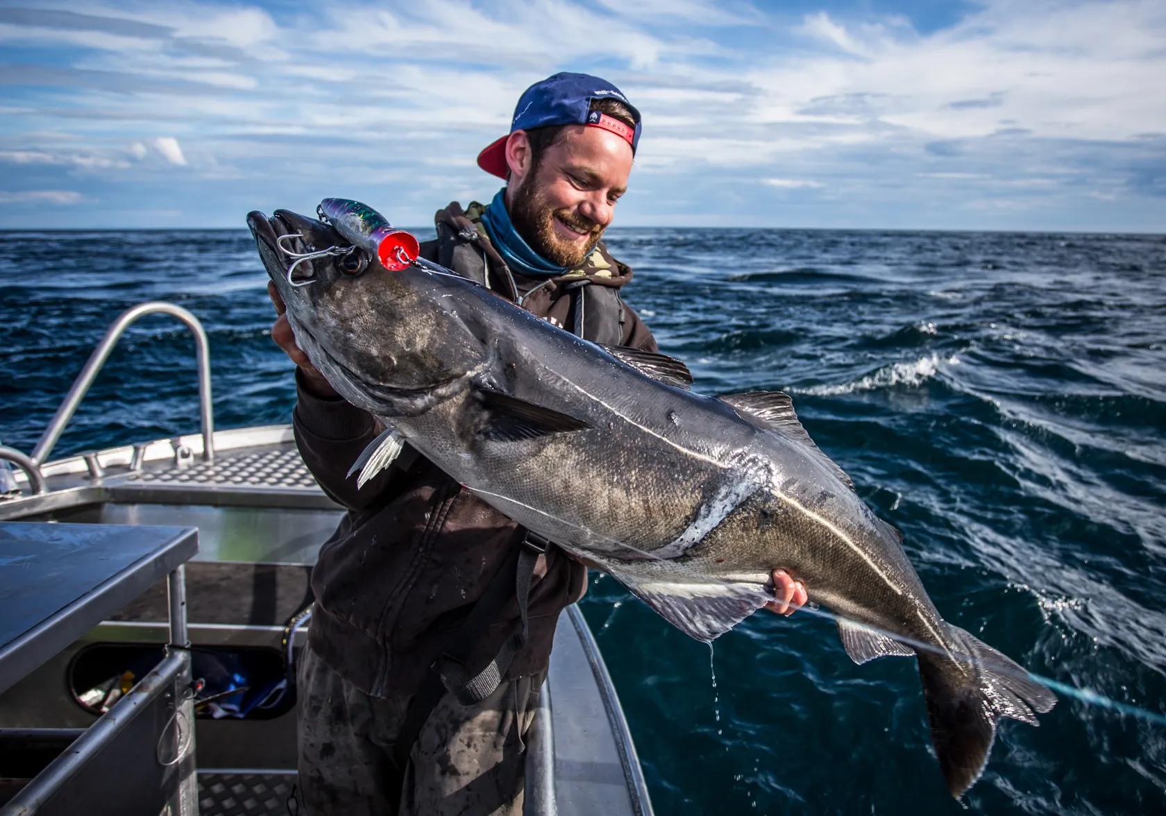 Atlantic pollock